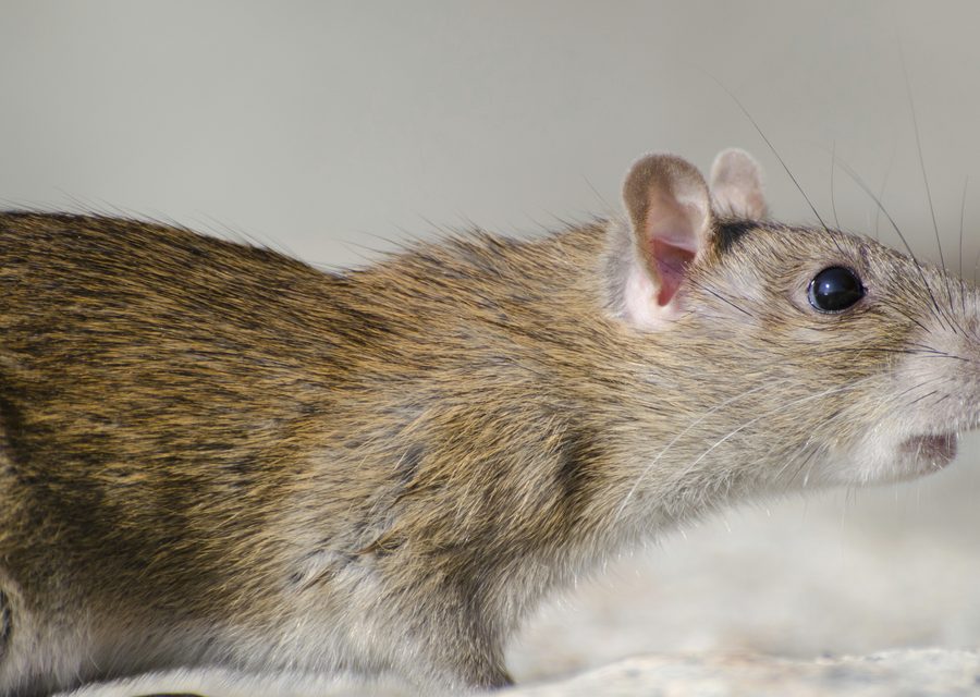 Wildlife trapping in Sylvan Lake