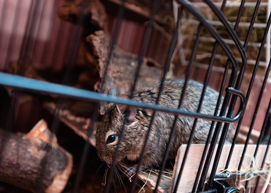Wildlife trapping in Houston