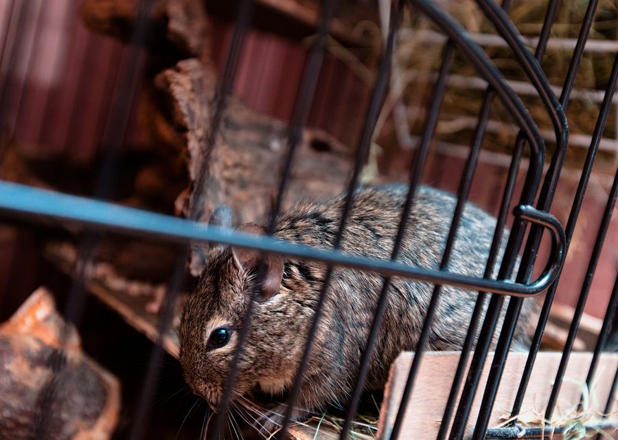 Wildlife trapping in Cave Springs