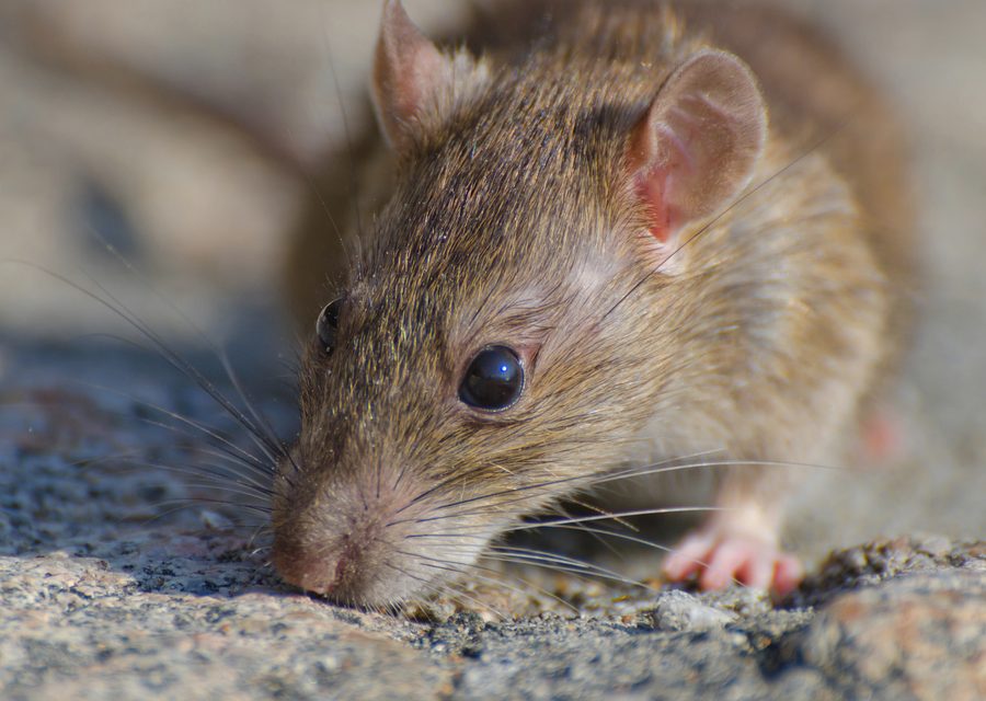 Wildlife trapping in Plymouth