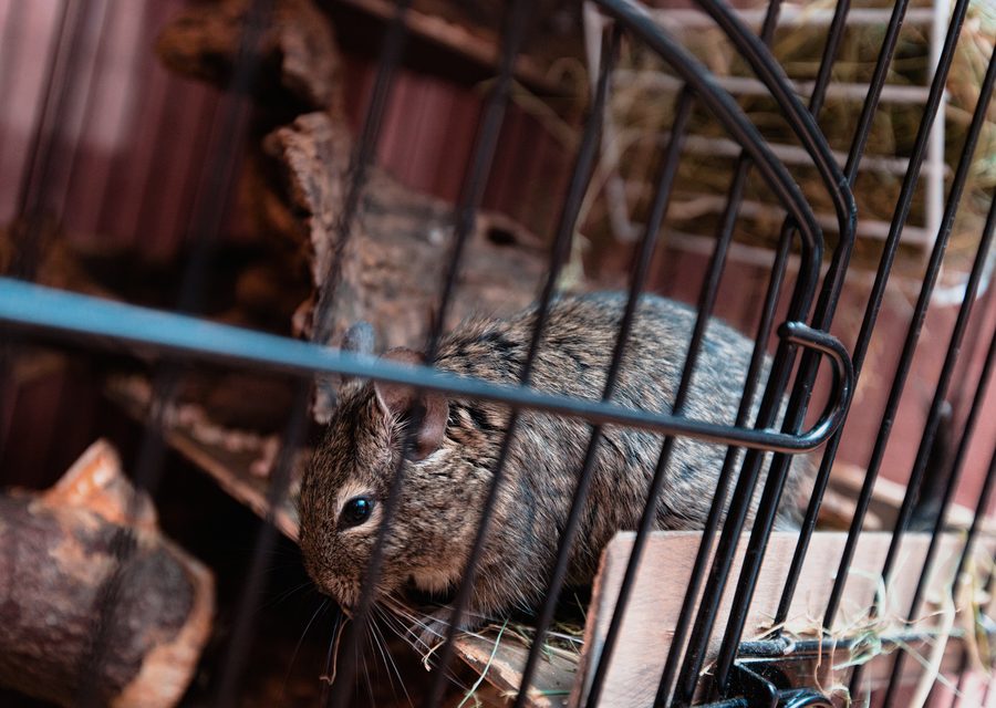 Wildlife trapping in Mulberry