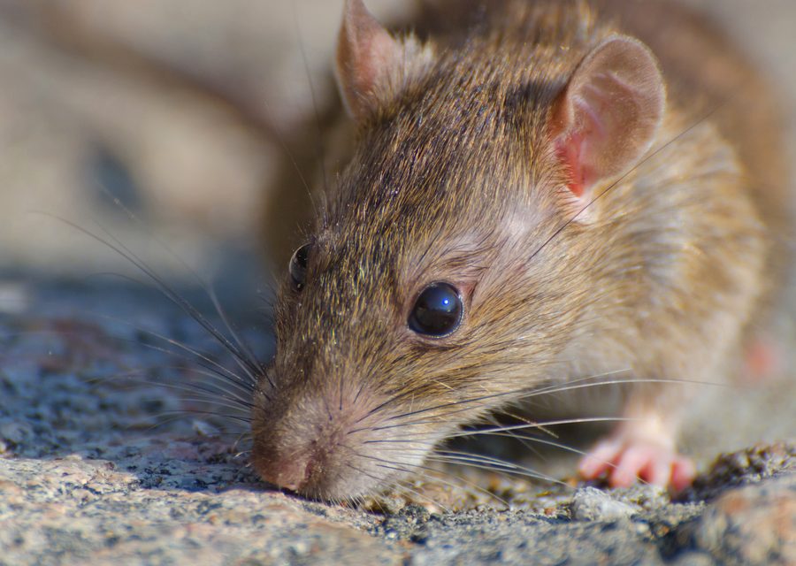 Wildlife trapping in Goodman