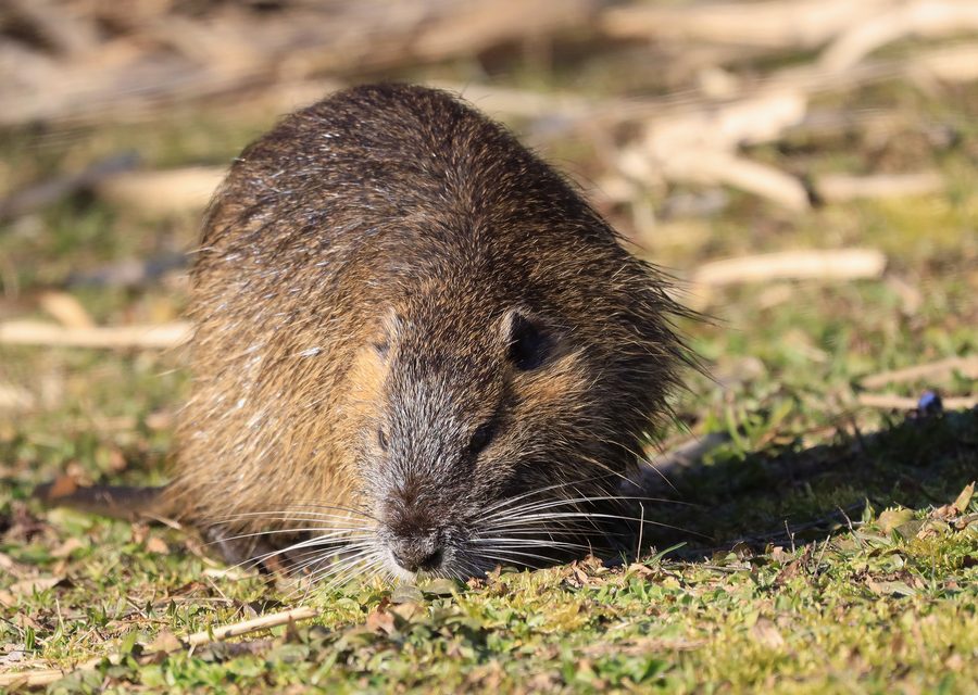Wildlife trapping in North Whitehall