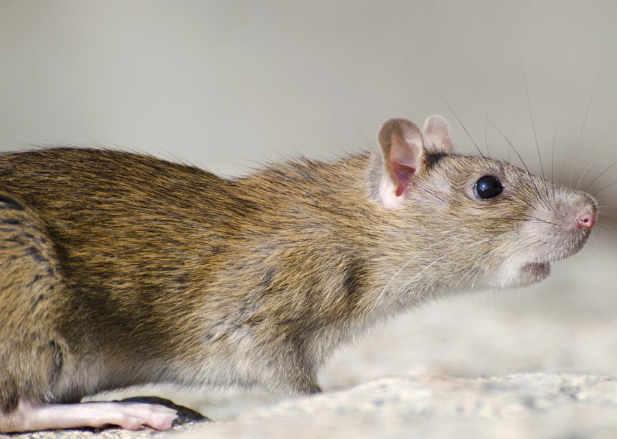 Wildlife trapping in La Follette