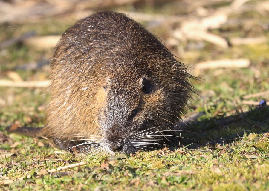 Wildlife trapping in Rutledge