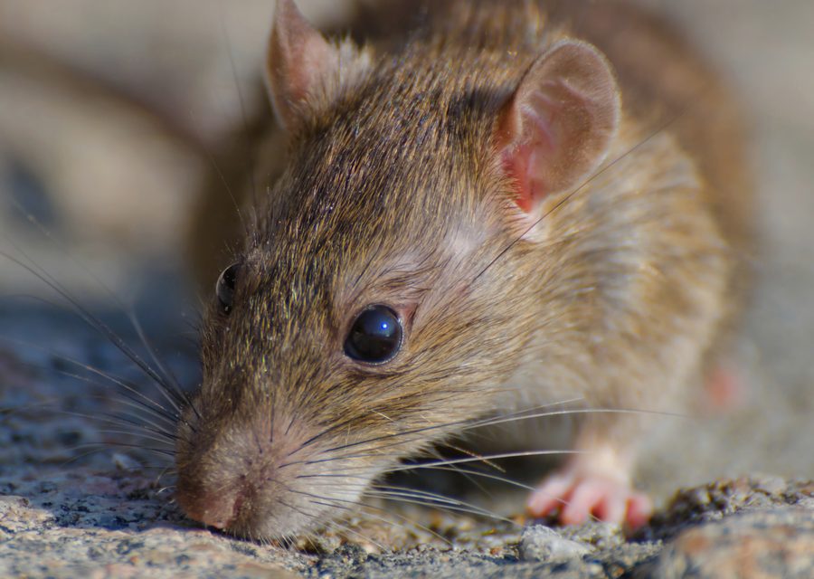 Wildlife trapping in Friendsville