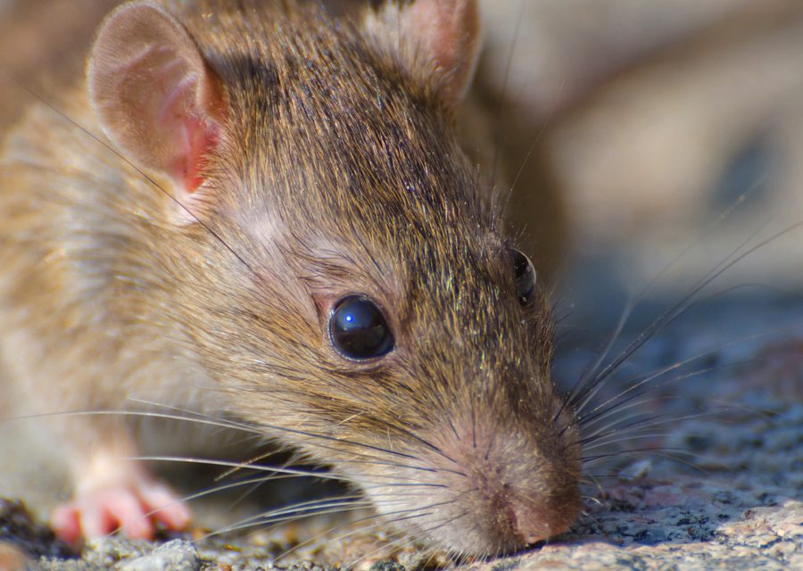 Wildlife trapping in Hartland
