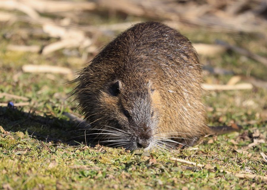 Wildlife trapping in Pigeon Forge