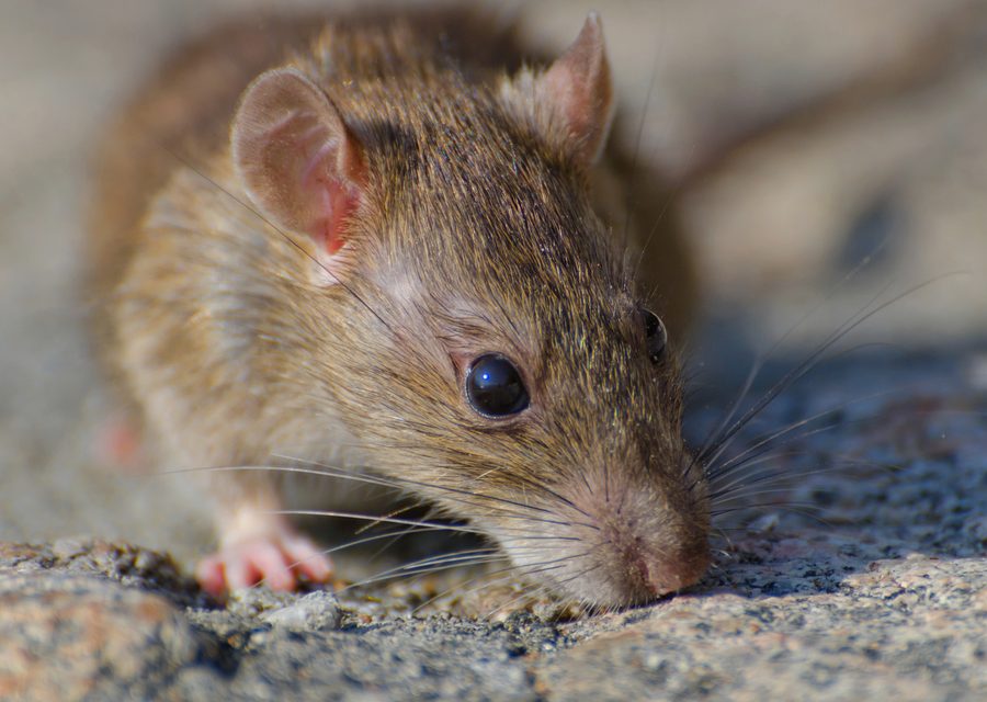 Wildlife trapping in Seligman