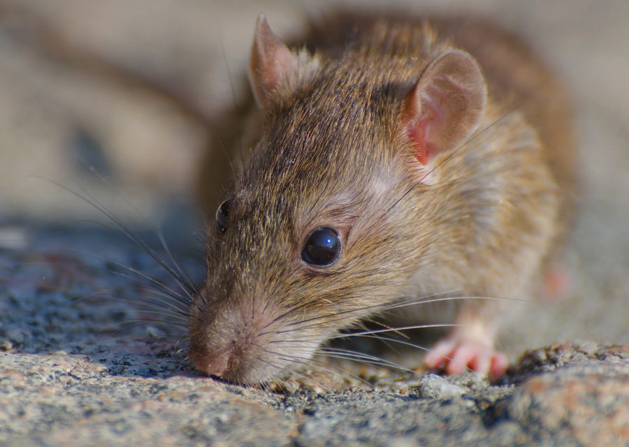Wildlife trapping in Pinckney
