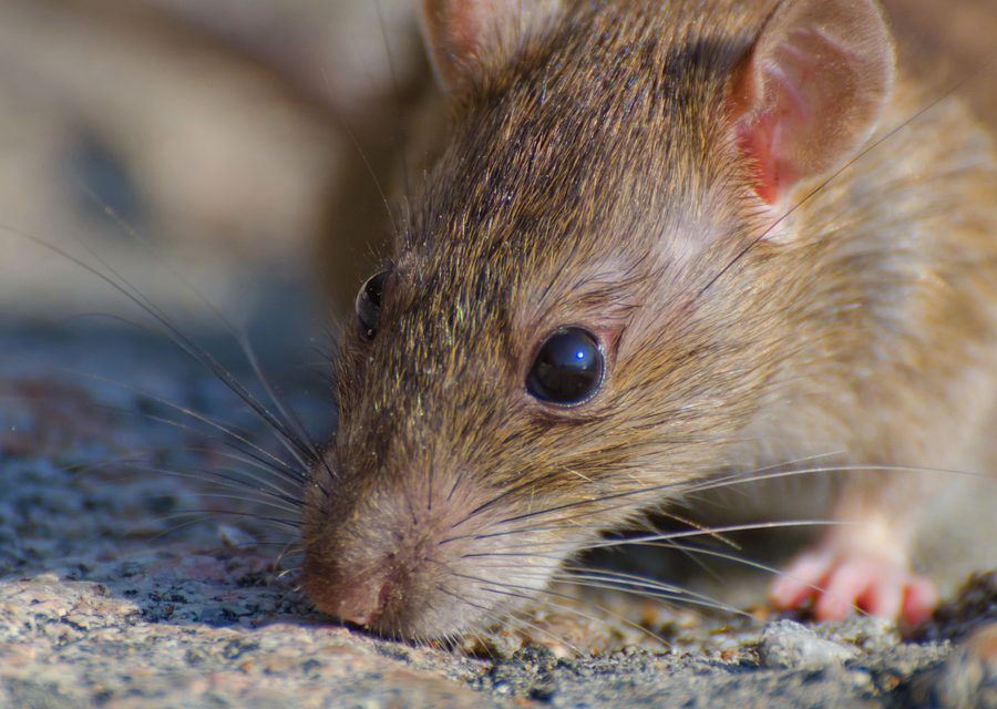 Wildlife trapping in Bogart