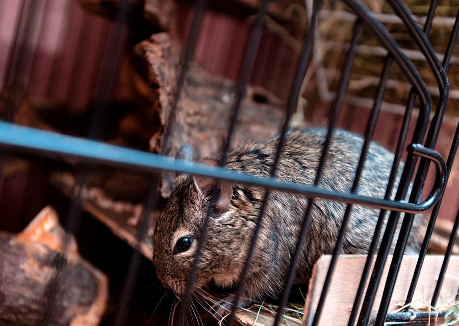 Wildlife trapping in Farmington Hills