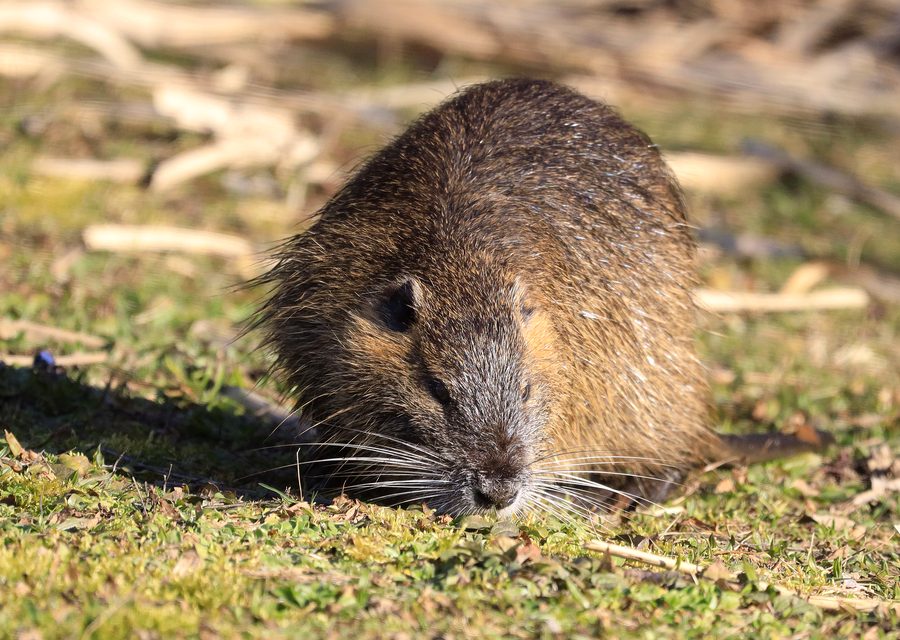 Wildlife trapping in Newport