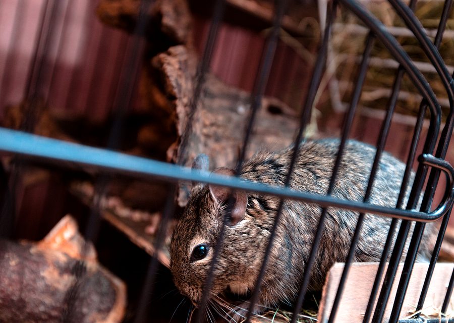 Wildlife trapping in Washburn