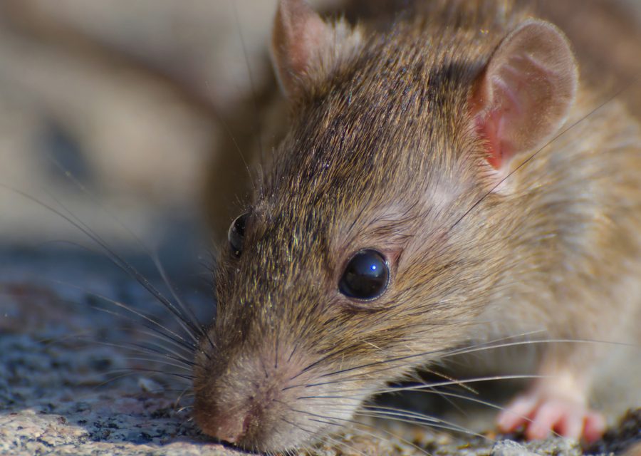 Wildlife trapping in Genoa