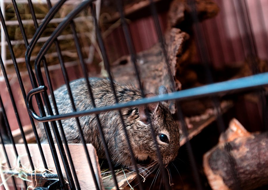 Wildlife trapping in Clinton