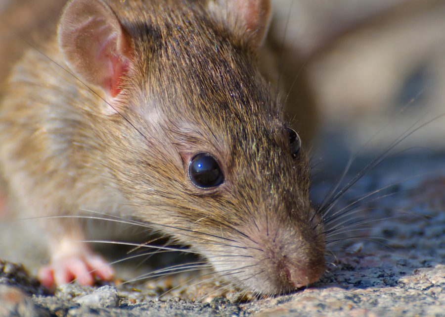 Wildlife trapping in Gravette