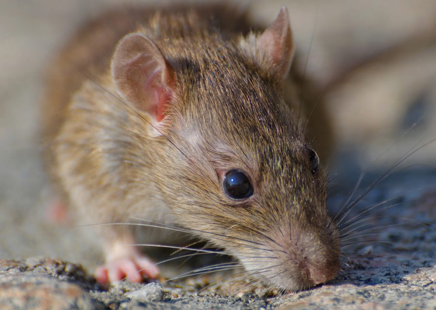 Wildlife trapping in Sugar Land