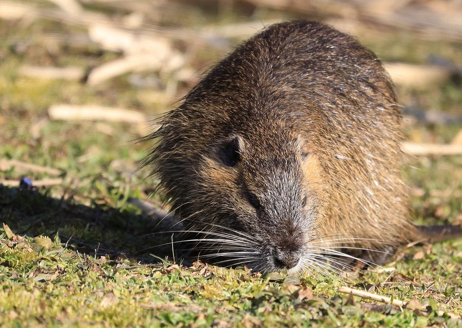 Wildlife trapping in Walnutport