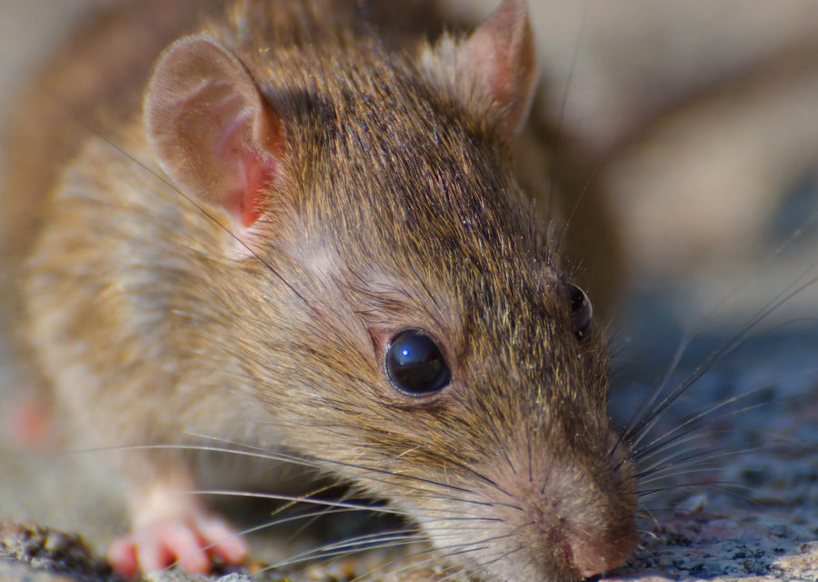 Wildlife trapping in Highland