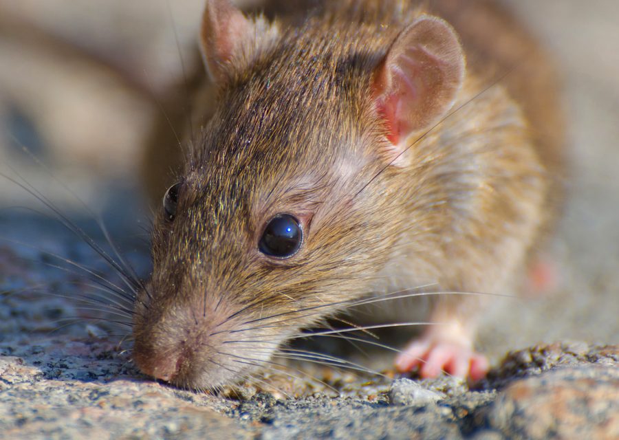 Wildlife trapping in Rockwood
