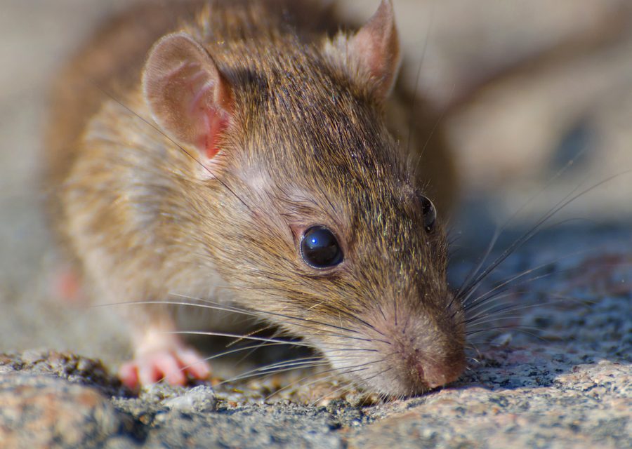 Wildlife trapping in Novi