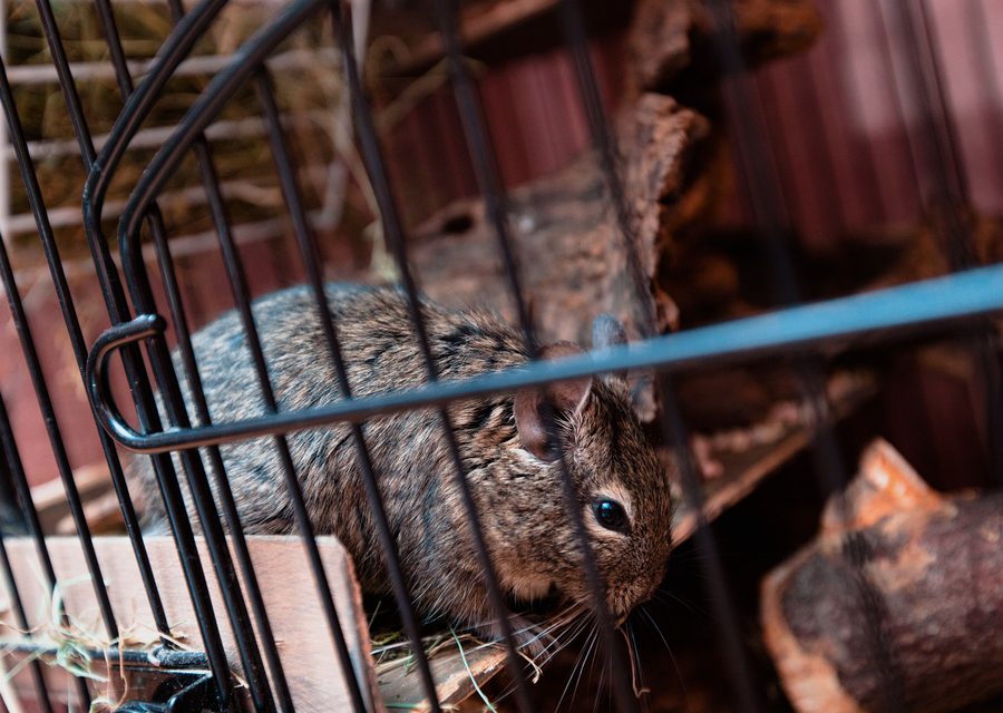Wildlife trapping in Lenoir City