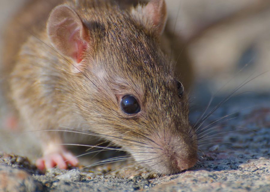 Animal exclusion work in Webb City