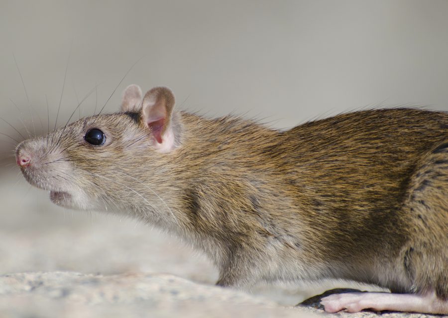 Animal exclusion work in White Pine