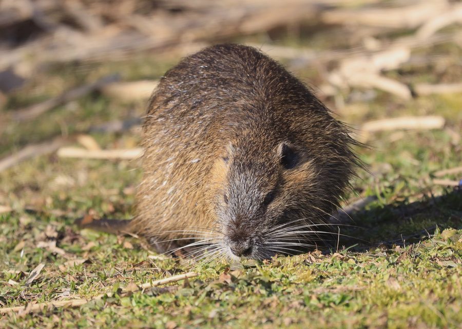 Animal exclusion work in Townsend