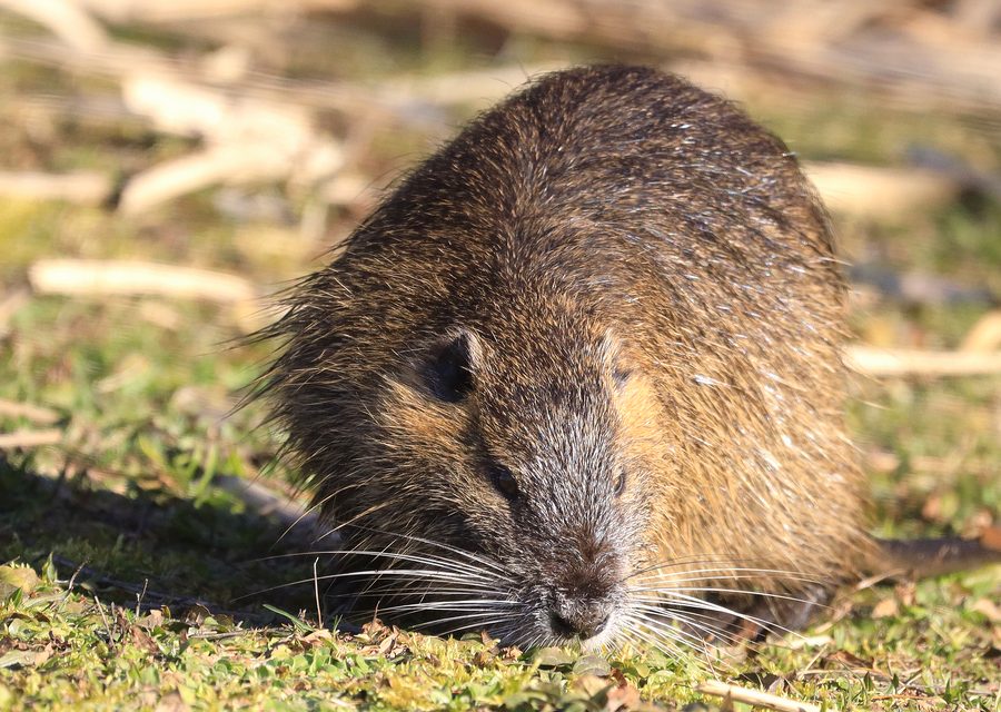 Animal exclusion work in Parrottsville