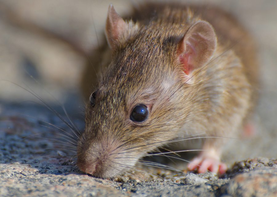 Animal exclusion work in Caryville