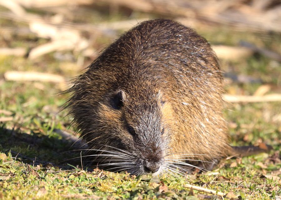 Animal exclusion work in Del Rio