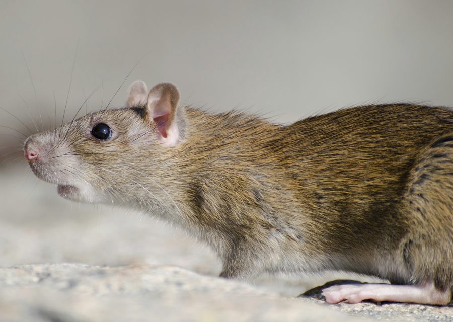 Animal exclusion work in Mooresburg