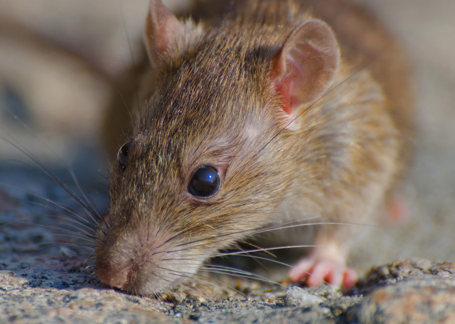 Animal exclusion work in Jonesborough