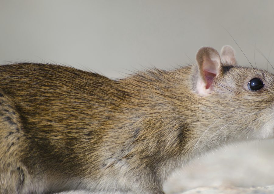 Animal exclusion work in Greenback