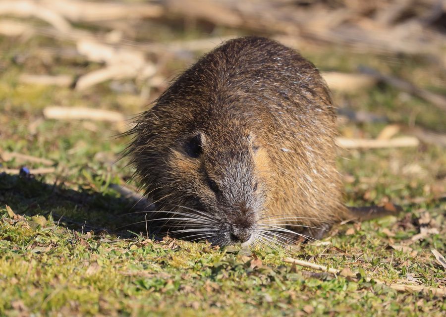 Animal exclusion work in Port St Lucie
