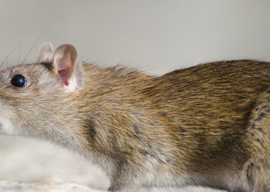 Animal exclusion work in Lehigh