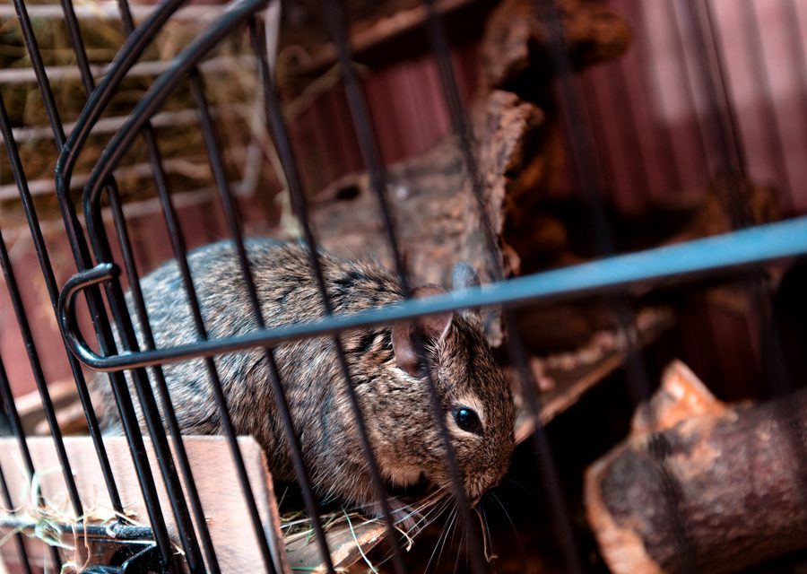 Animal exclusion work in Noel