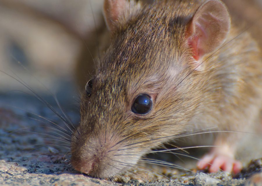 Animal exclusion work in Speedwell