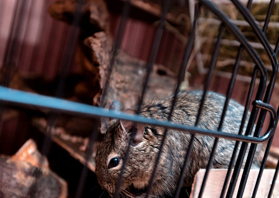 Animal exclusion work in Green Forest