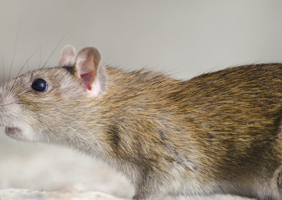 Animal exclusion work in Sebastian