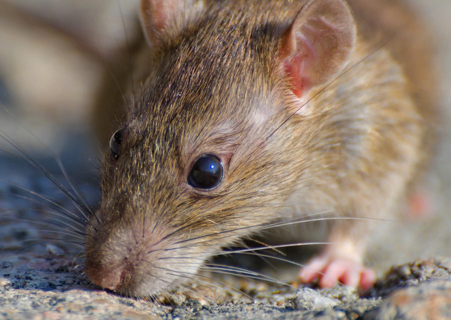 Animal exclusion work in Piney Flats