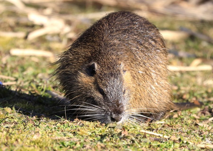 Animal exclusion work in Huntsville