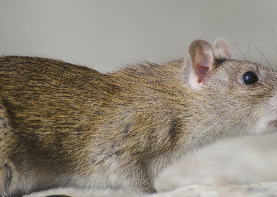 Animal exclusion work in Unicoi