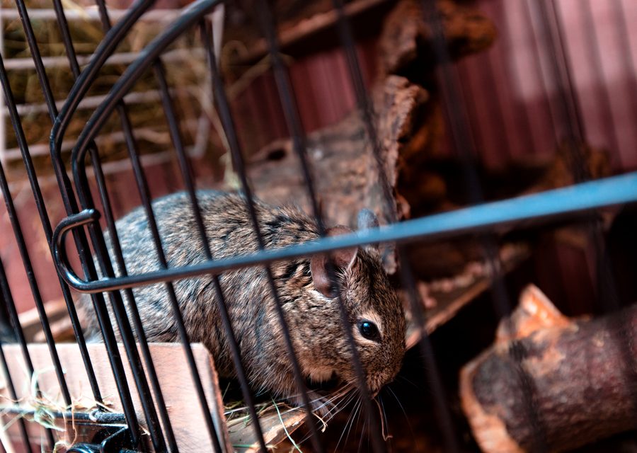 Animal exclusion work in Red Hill