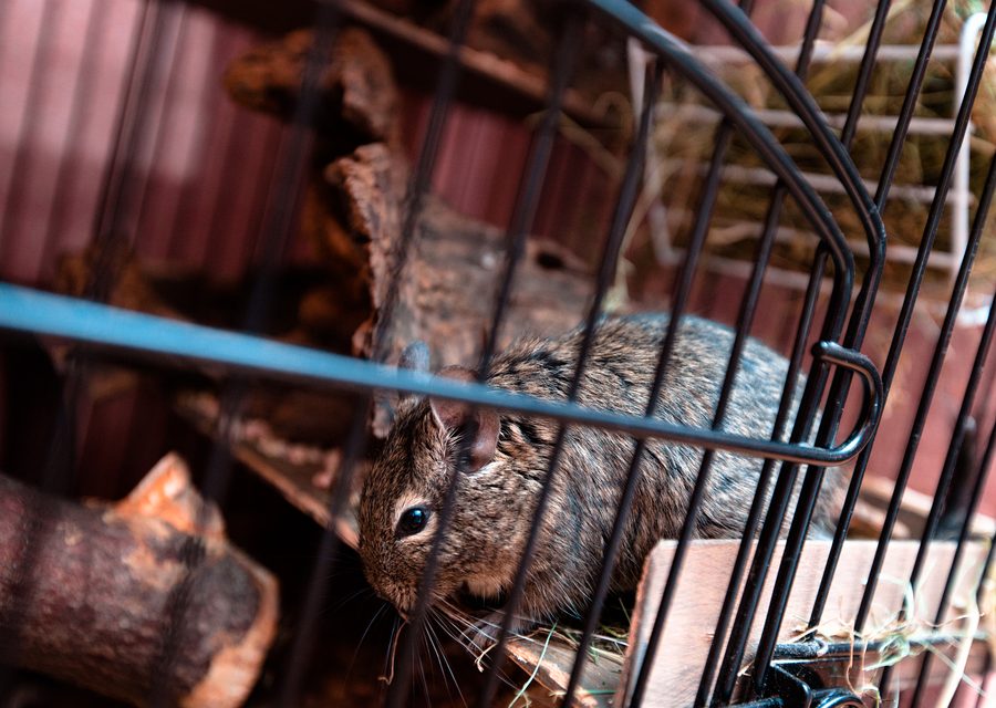 Animal exclusion work in Lincoln