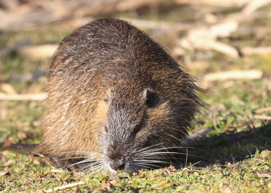 Animal exclusion work in Reeds Spring
