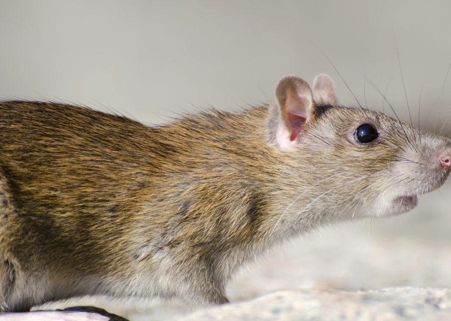 Animal exclusion work in Church Hill