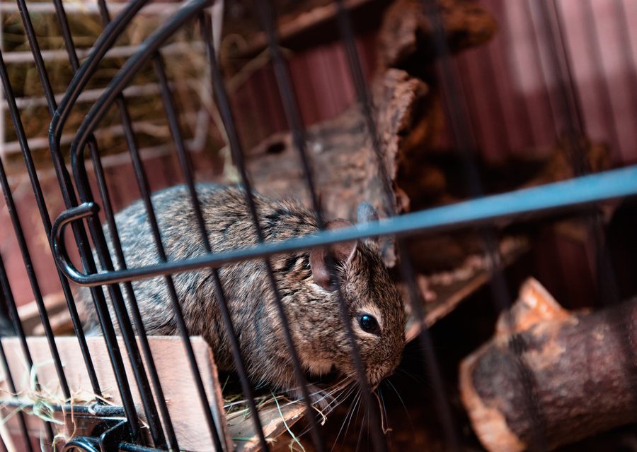 Animal exclusion work in Kingston